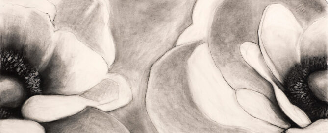 French Anemones3