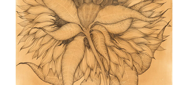 Sunflower 1