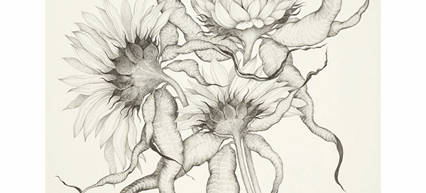Sunflowers 2
