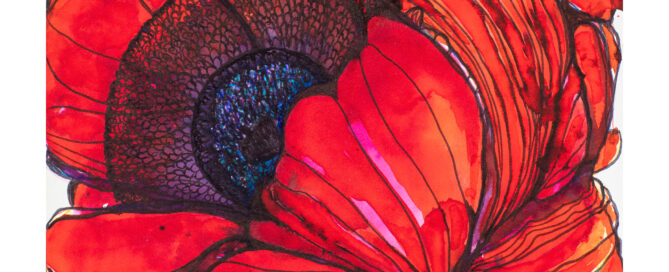 Red poppy