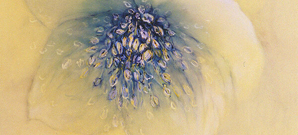 Hellebore